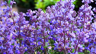 Matthias Böckel Salbei 2 &copy; Matthias Böckel