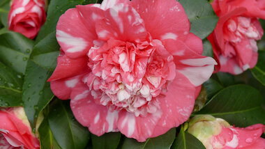 Kamelie Pema1 &copy; Pema-Reisen