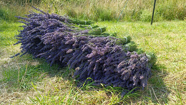 Lavendel 1280 Pema &copy; Pema-Reisen