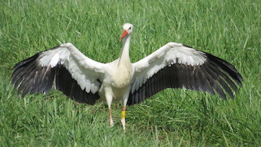 13.09.2025 Auswilderung IMG_4325 &copy; Promo