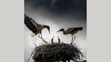 Schewecken_Storchennest © Roland Marske